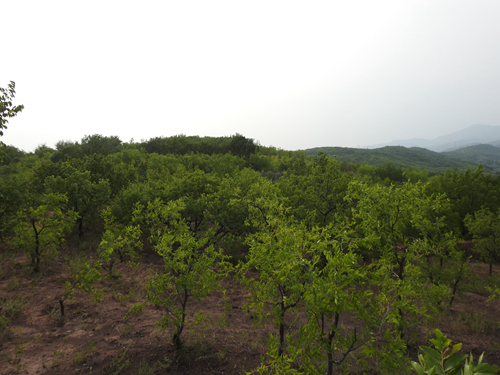 承德市高新区上板城镇西大庙村5.29亩土地经营权出租