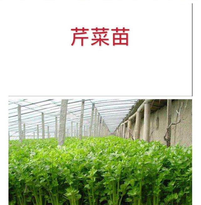 出售芹菜苗