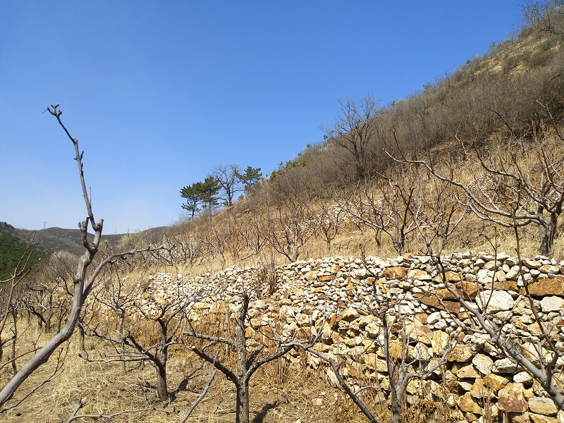 出租承德市双桥区大石庙镇西北沟村11组果园