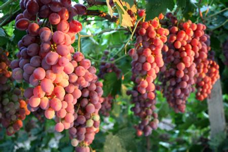 求租承德市区周边100亩土地用于发展葡萄种植