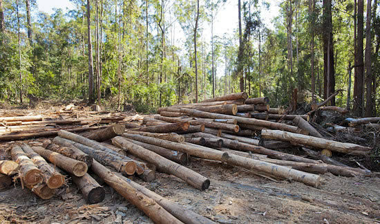 森林采伐更新管理办法